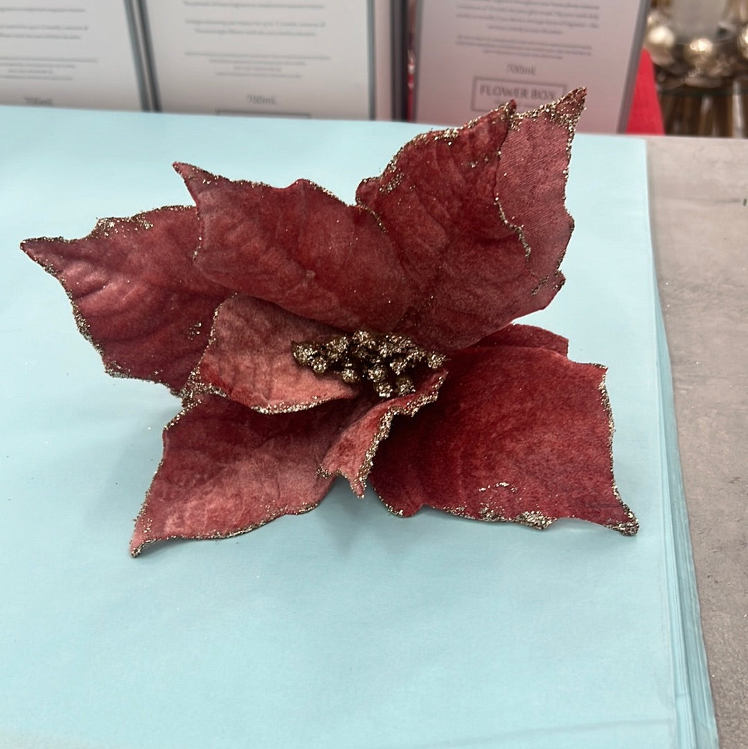 Pink Poinsettia