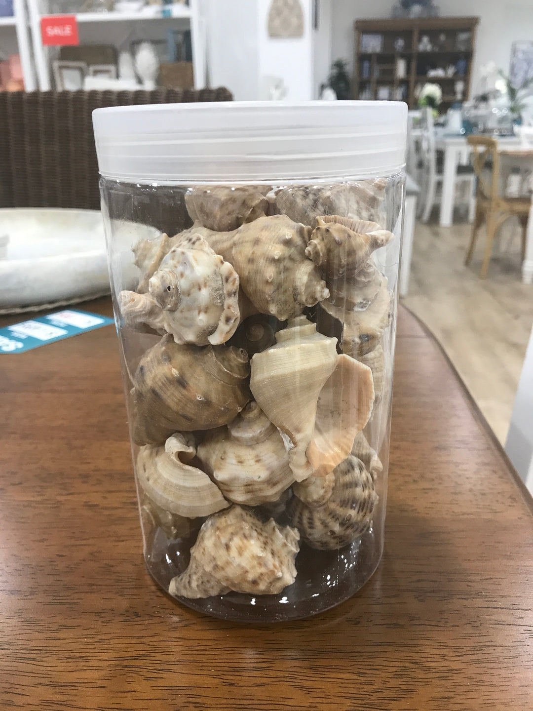 Murex Seashells 500g