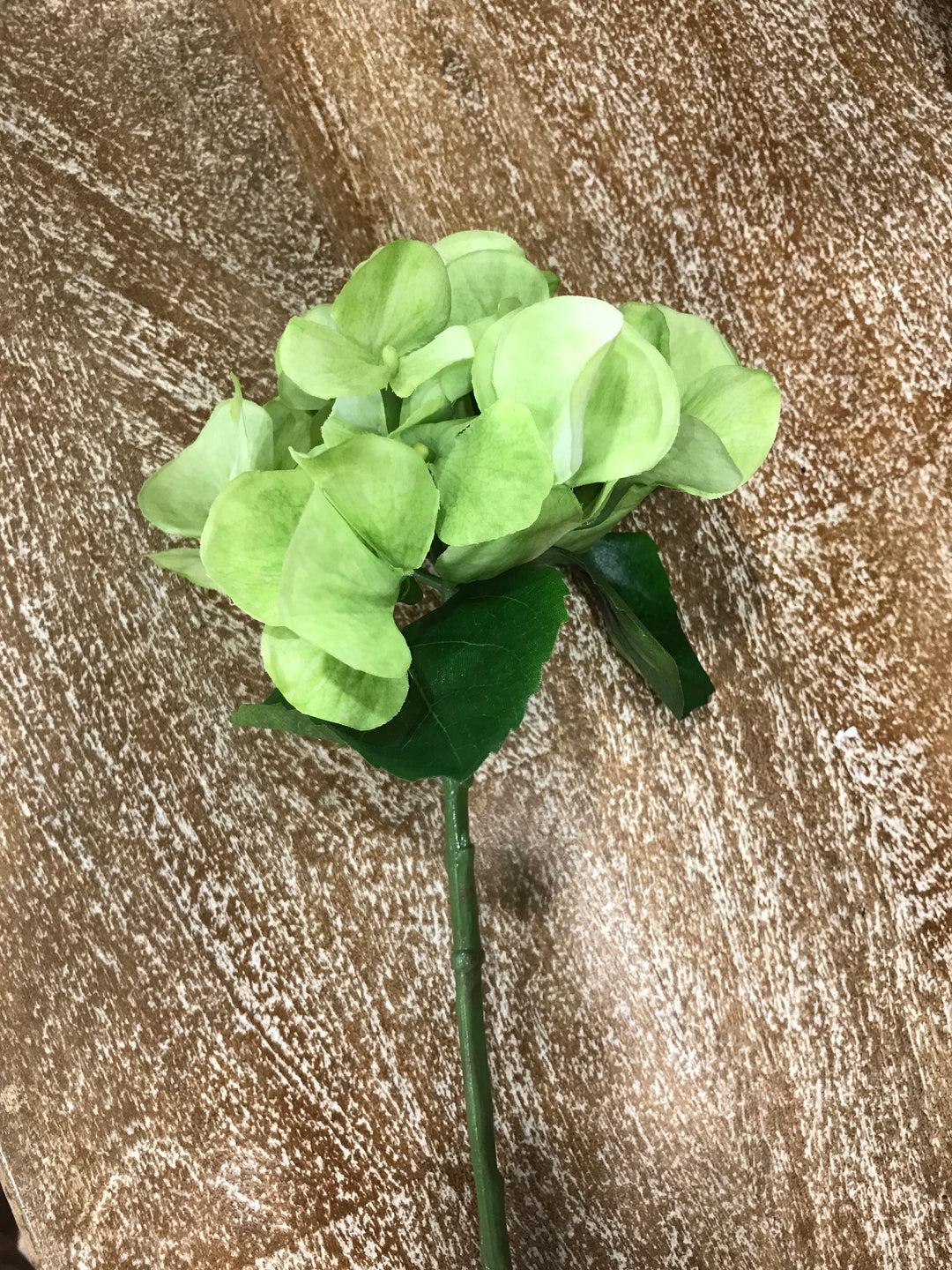 Hydrangea Short Stem Green