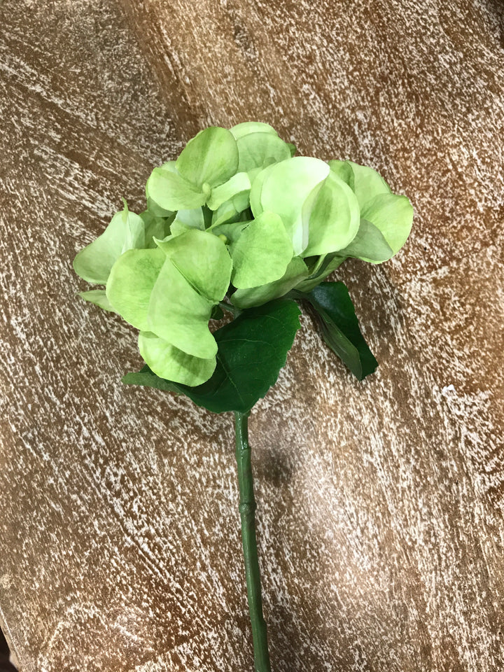 Hydrangea Short Stem Green