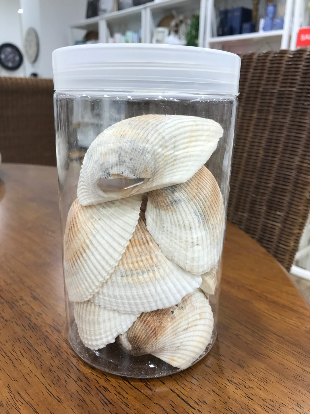 Cockle Seashells