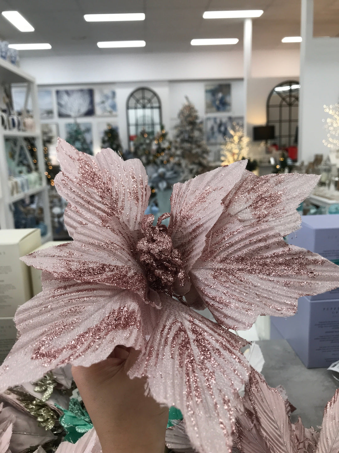 Pink Poinsettia