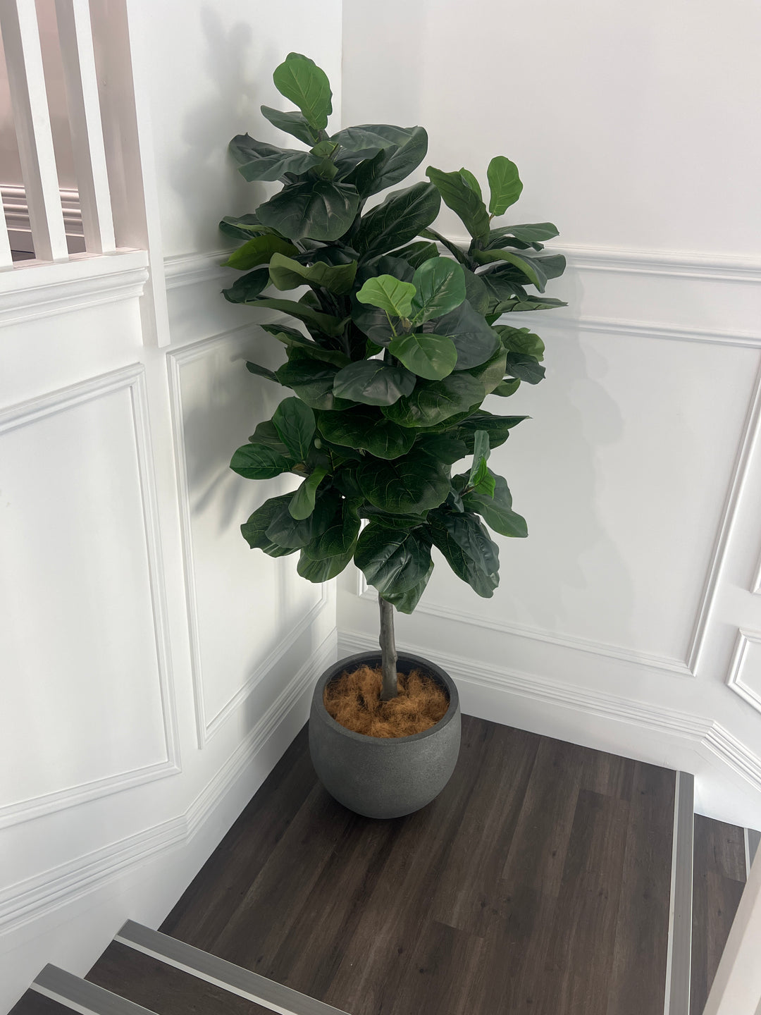Fiddle Leaf Tree 7ft