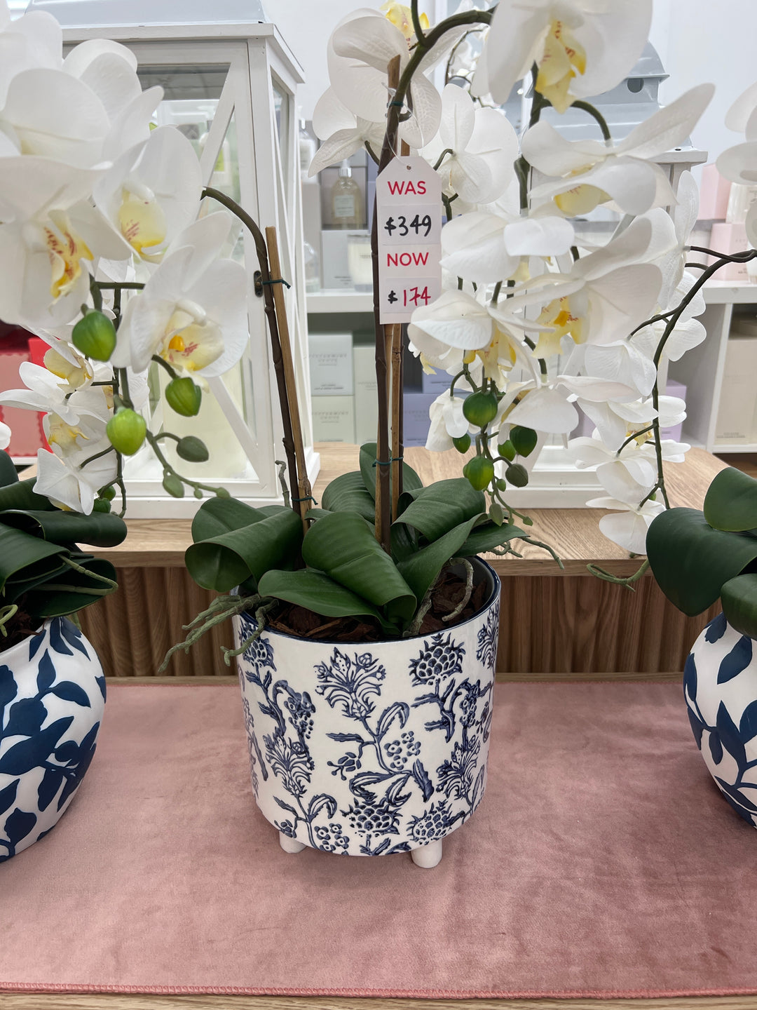 Potted Orchid Blue & White Pot