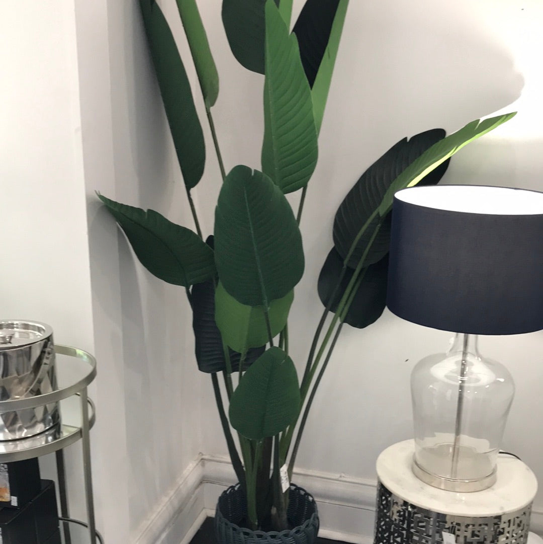 Travellers Palm 6ft