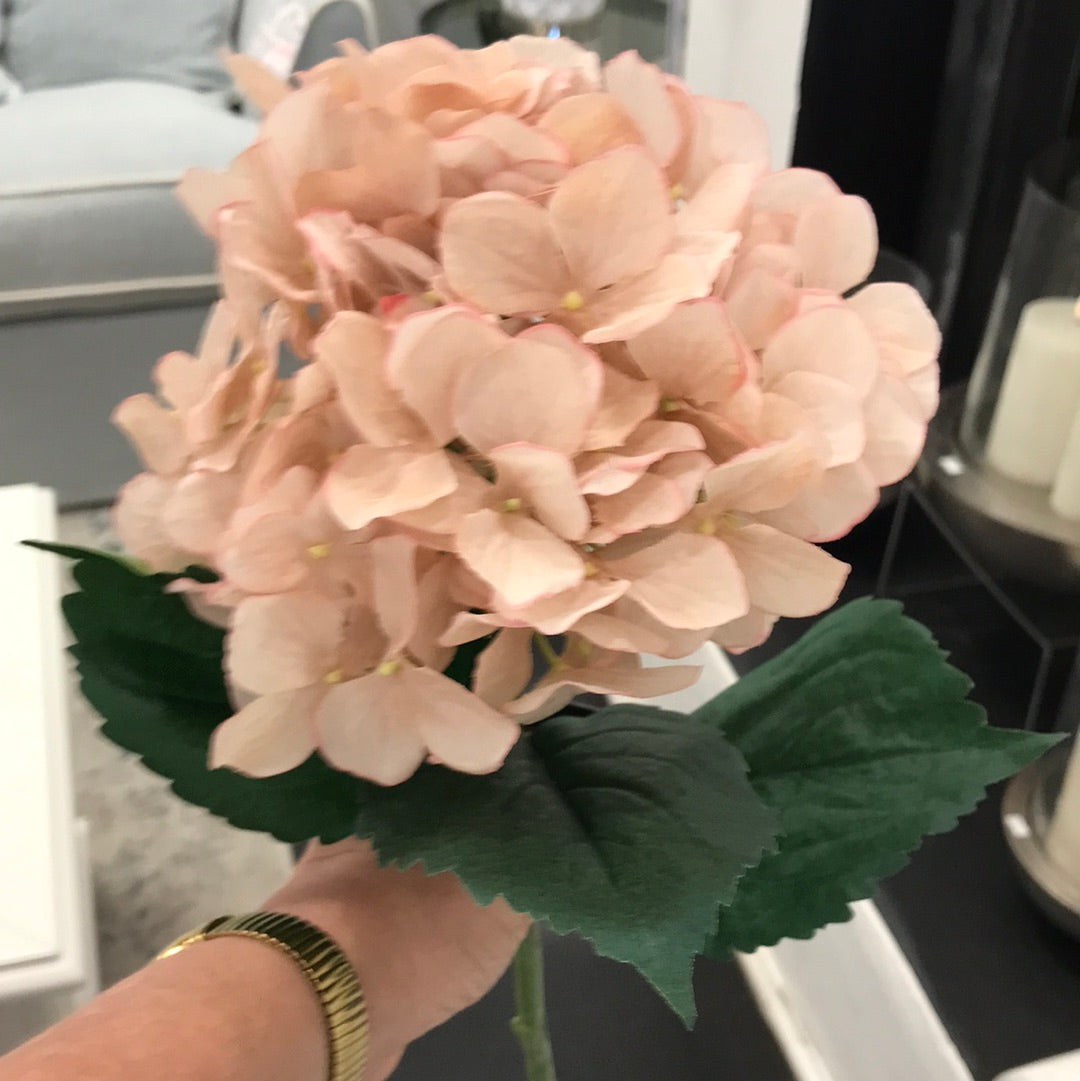 Hydrangea Apricot Cream