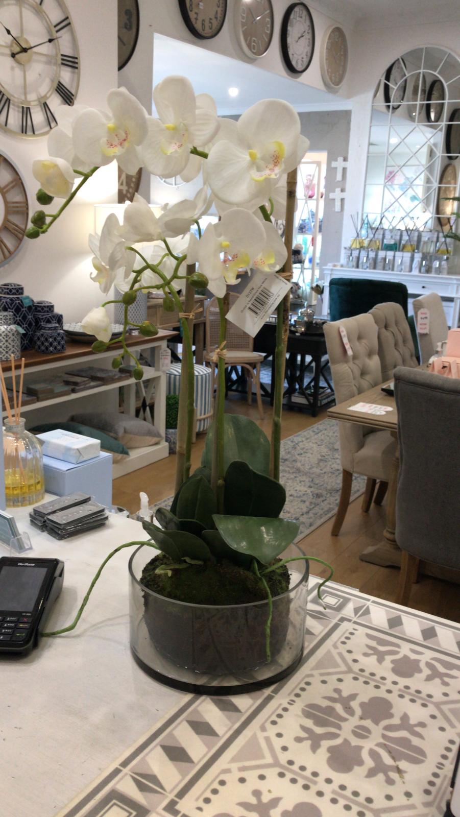 Orchid in round glass vase 60cm